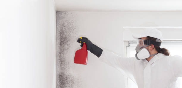 Best Mold Removal Company Near Me  in Yarrow Point, WA