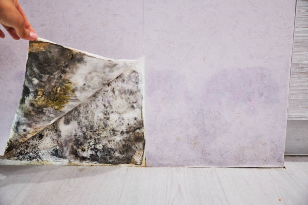 Best Professional Mold Removal  in Yarrow Point, WA